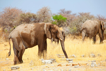 Fototapeta premium African elephant