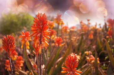 Aloe blossom