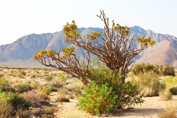 Quiver tree