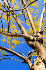 Jacaranda Mimosifolia leaves under blue sky