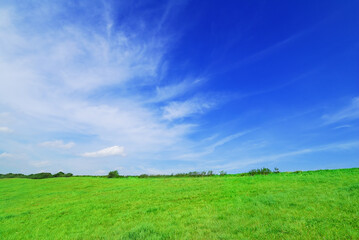 Idyll, view of green field and the blue sky