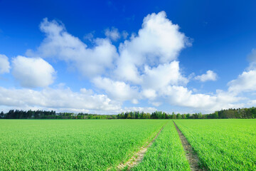 Idyllic view, rural path among green fields, blue sky in the bac