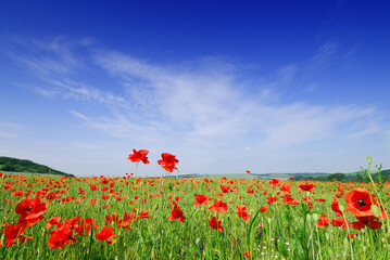 Idyllic view, fields of red poppies