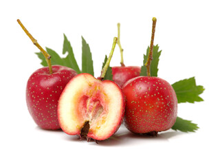  Hawthorn on white background 