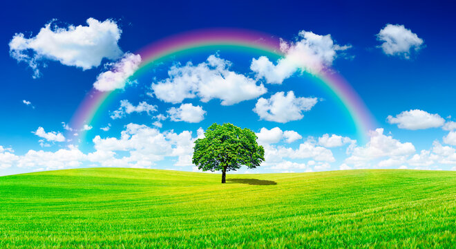 Idyll, panoramic view, lonely tree with rainbow on green field