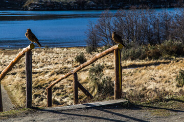 Argentina - Patagonia - Perito Moreno - Tierra del Fuego