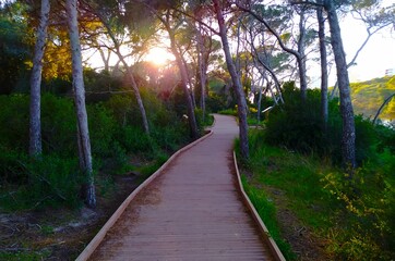 Fototapeta premium Camino pinada 