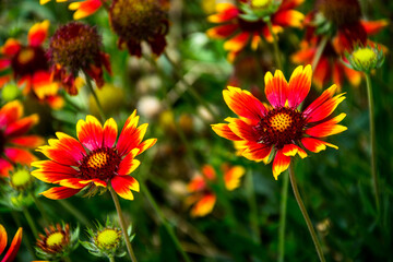Flores rojas y amarillas sobre el fondo de vegetación de un parque urbano