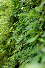 plants to decorate the walls of the back wall of the house