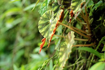 plants to decorate the walls of the back wall of the house