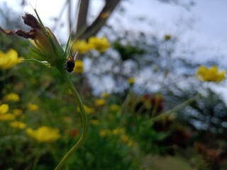 bee on yellow flower
