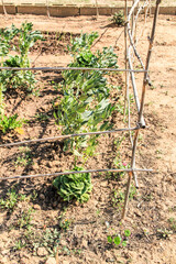 Vicia faba and lettuce plant in the garden