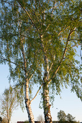 Die Birke (Betula) aus der Familie der Birkengewächse (Betulaceae) ist eine extrem anspruchslose Pionierbaumart