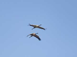 Obraz premium Two gray cranes fly on a foggy early winter morning over a nature reserve at Lake Hula in northern Israel