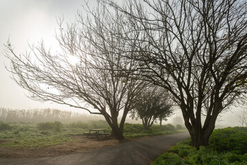 Fototapeta premium Heavy fog over Lake Hula nature reserve on an early winter morning in northern Israel