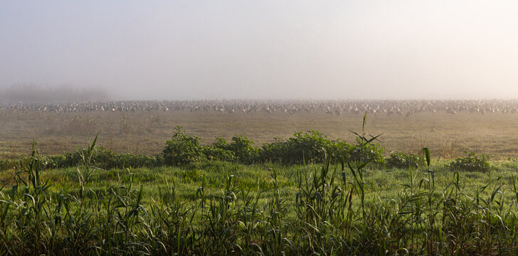 Heavy fog  over Lake Hula nature reserve on an early winter morning in northern Israel