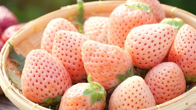 White strawberry and Red strawberry in basket on wooden background ,Fresh white strawberry, Japan fresh white strawberries.