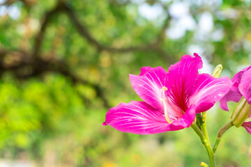 Chongkho flowers are purple flowers. Big and tall stems are popular. Beautiful pink Chongkho Flowers in park. Purple orchid Tree, bauhinia purpurea, purple Bauhinia or hong kong orchid tree.