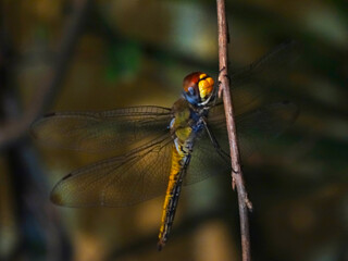 dragonfly on a branch
