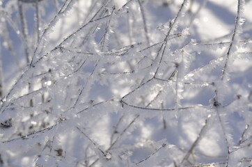 snow covered branches