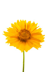 Coreopsis flower isolated