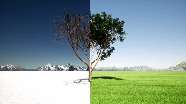 Tree in changing seasons winter spring Climate change comparison 4k