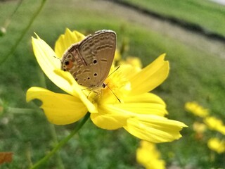 butterfly on a flower