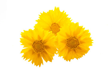 Coreopsis flower isolated