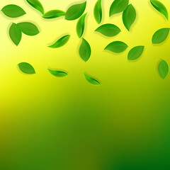 Falling green leaves. Fresh tea neat leaves flying