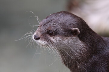 Otter