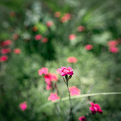 Closeup of purple summer flower surrounded by other flowers, beautiful bokeh shot made in Prince&acute; s Island Park, Calgary, Alberta, Canada