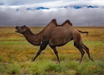 Kazakhstan. A two-humped camel running along an asphalt road near the town of Zharkent.