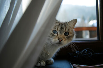 cute cat with blue eyes sitting on windowsill behind white curtain