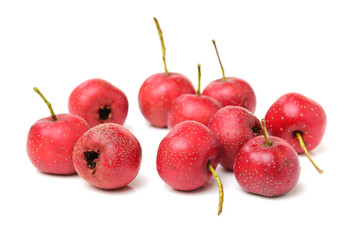 Hawthorn on a white background 
