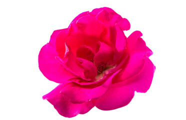 Fototapeta premium pink rose isolated