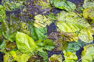 evocative texture image of fallen leaves on dark asphalt
