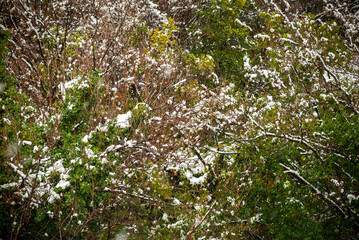 Forest view with some snow left on tree branches.