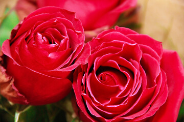 red rose flower with petals and green leaves
