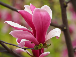 kwiat magnolii  © EwaAF