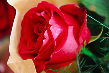 red rose flower with petals and green leaves