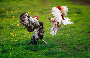 two roosters black and white fight on the green grass in the backyard of the farm