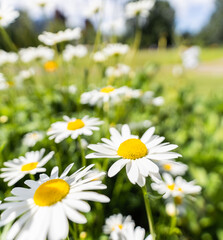Fototapeta na wymiar Daisies flowers closeup, square format shot in Prince´ s Island Park, Calgary, Alberta, Canada
