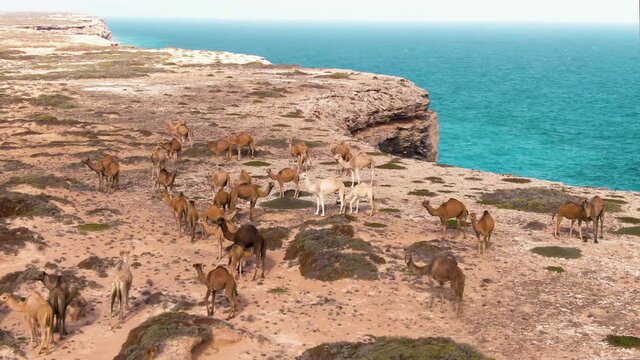 Aerial: Footage Camels walking on great Australian bight, Nullarbor. Outback