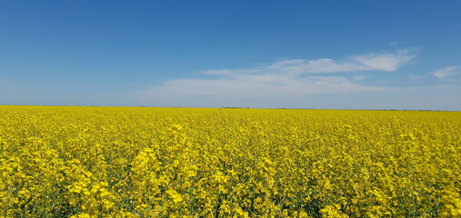 Obraz premium Summer of Kazakhstan