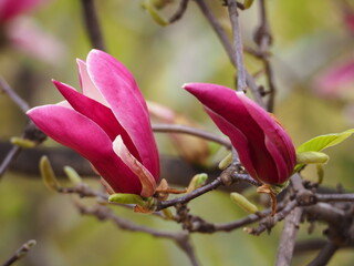 pąki magnolii © EwaAF