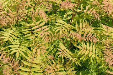 Branches and leaves of the Sorbaria sorbifolia plant. Color - green, brown with a red tint. False spiraea is a species of flowering plant in the family Rosaceae.
