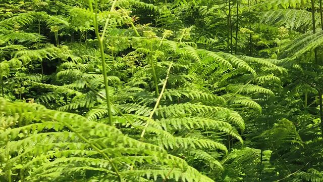 SLOW MOTION: Green forest e of ferns in Italy. Sun lit bracken forest grove background for meditative concept. Fern growing in the woods. Green nature. Fresh, green fern fronds Close up in summer.