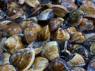 Food Festival Black Shells Seafood Cotton Fabric, also be known as shells for sale, sea clams...