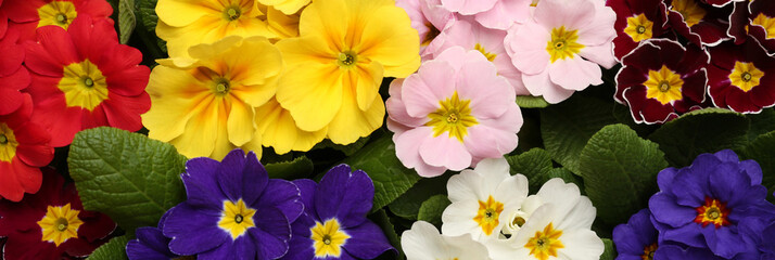 Beautiful spring primula (primrose) flowers as background, top view. Banner design