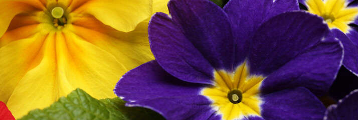 Beautiful spring primula (primrose) flowers as background, closeup. Banner design